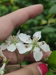 Rubus caesius
