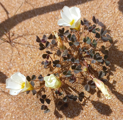 Oxalis annae