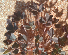 Oxalis annae