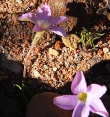 Oxalis polyphylla polyphylla