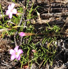 Oxalis polyphylla polyphylla