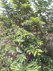 Trema micrantha floridana