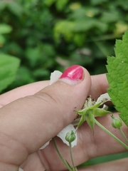 Rubus caesius