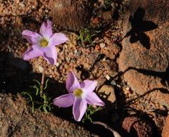 Oxalis polyphylla polyphylla