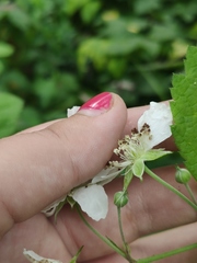 Rubus caesius