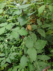 Rubus caesius