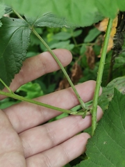 Rubus caesius
