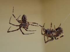 Larinioides sclopetarius