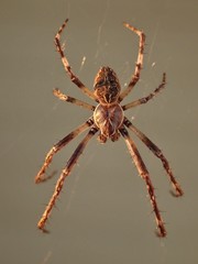 Larinioides sclopetarius