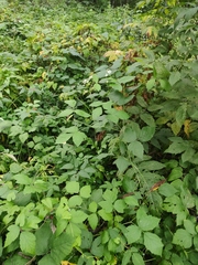 Rubus caesius