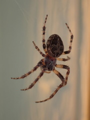 Larinioides sclopetarius