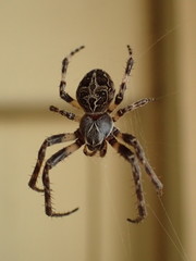 Larinioides sclopetarius