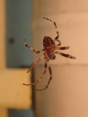 Larinioides sclopetarius