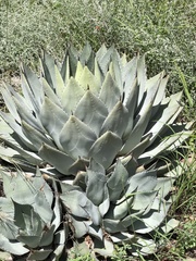 Agave parryi parryi