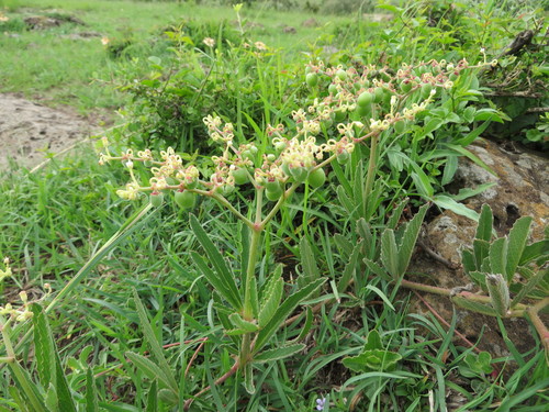 Olorondoi (Cyphostemma serpens)