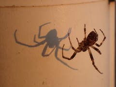 Larinioides sclopetarius