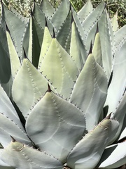 Agave parryi parryi