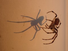 Larinioides sclopetarius