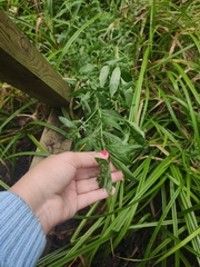 Epilobium hirsutum