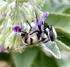 Copestylum fornax