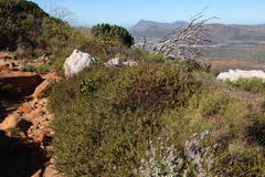 Muraltia orbicularis