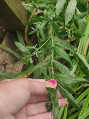 Epilobium hirsutum