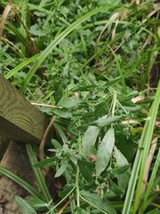 Epilobium hirsutum