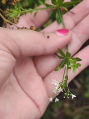 Galium rivale