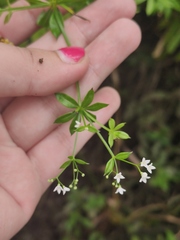 Galium rivale
