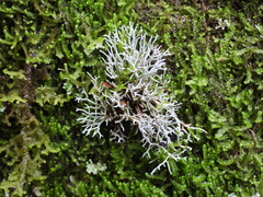 Sphaerophorus fragilis