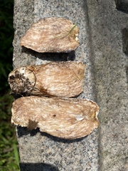 Hypomyces melanocarpus
