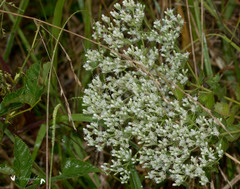 Eupatorium rotundifolium