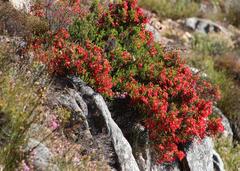 Erica haematosiphon