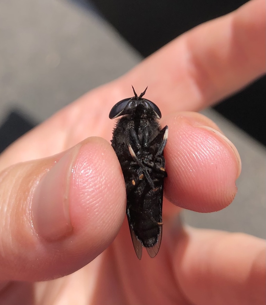 Tabanus punctifer