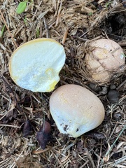 Calvatia rubroflava