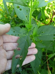 Scrophularia umbrosa
