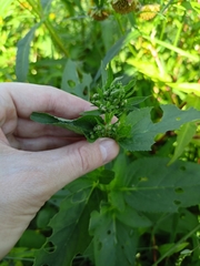 Scrophularia umbrosa