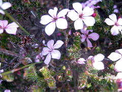 Acmadenia tetragona