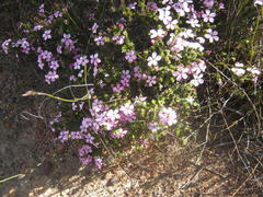 Acmadenia tetragona