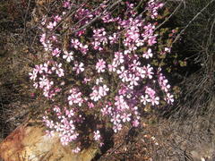 Acmadenia tetragona