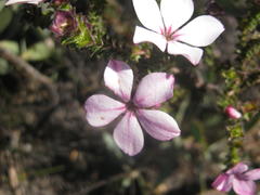 Acmadenia tetragona