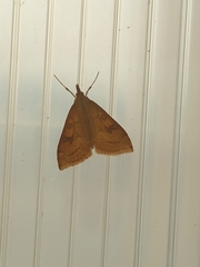 Udea rubigalis