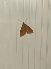 Udea rubigalis