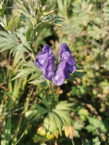 Image of Aconitum maximum by (c) Валерия Ковалева, some rights reserved (CC BY)