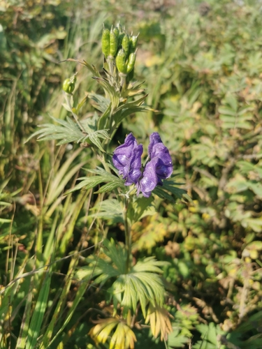 Image of Aconitum maximum by (c) Валерия Ковалева, some rights reserved (CC BY)
