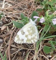Pontia
