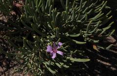 Pelargonium laevigatum oxyphyllum