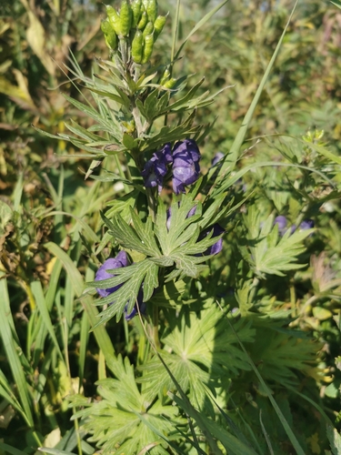 Image of Aconitum maximum by (c) Валерия Ковалева, some rights reserved (CC BY)