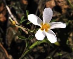 Oxalis tenella