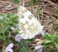 Pontia